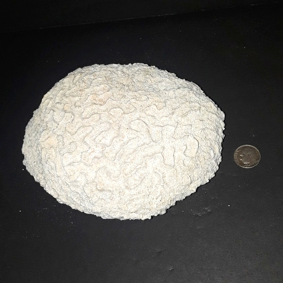 No Brand Other - RARE VINTAGE NATURAL BRAIN CORAL SEA SPECIMEN FOSSIL 1.4 OZ